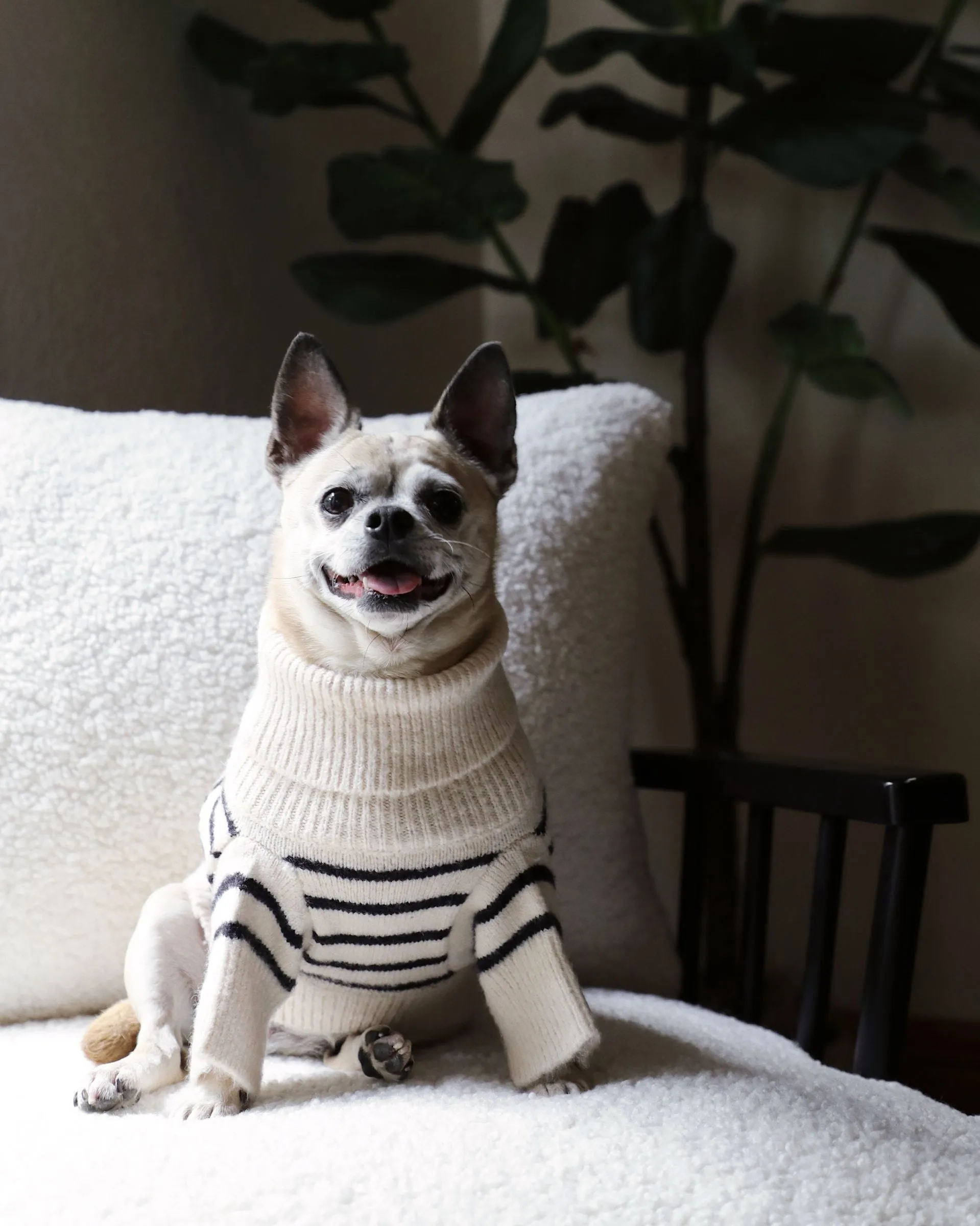 Finley Ivory   Black Striped Dog Sweater