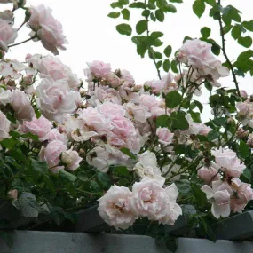 New Dawn Climbing Rose