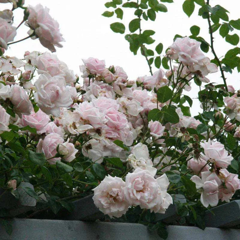 New Dawn Climbing Rose